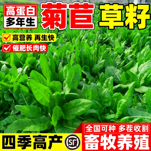 菊苣种子大叶多年生兔子草猪