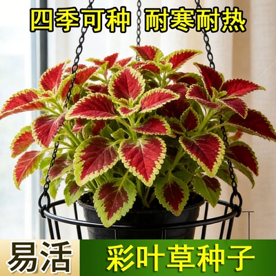 彩叶草花种子四季种矾根花籽观叶