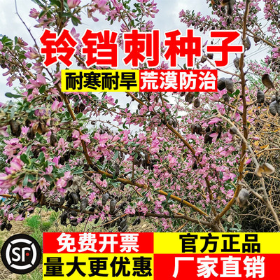 铃铛刺种子耐盐碱耐贫瘠