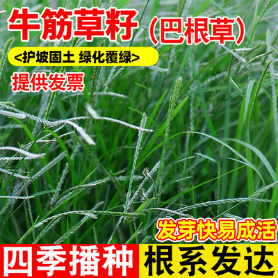 旺财园艺护坡草籽防水土流失