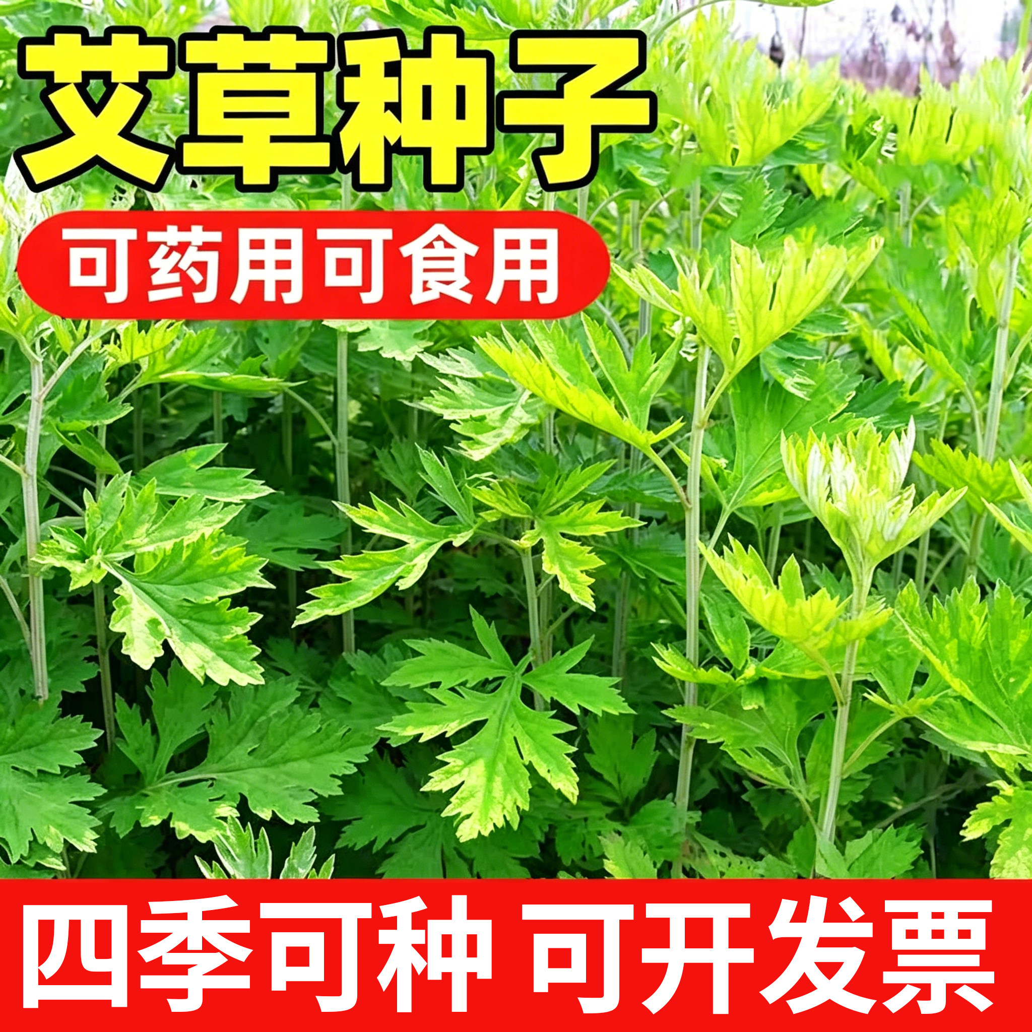 艾叶靳艾草种子野生香艾草苗食用图片