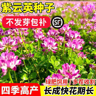 紫云英种子红花草种子牧草种子蜜源食用野菜种籽蜜源固氮果园绿肥