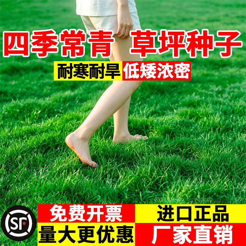 草籽进口草坪草种子四季常青护坡