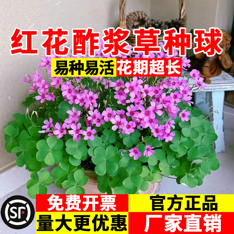 红花酢浆草种球紫叶酢浆草幸运草家庭园艺种子