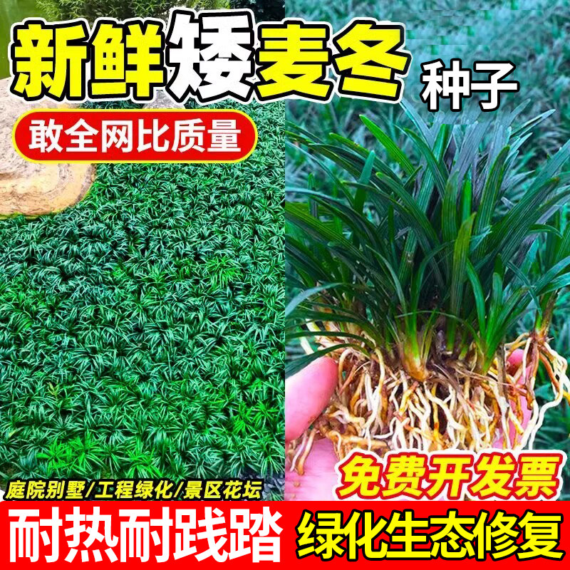 日本矮麦冬草籽四季庭院绿化图片