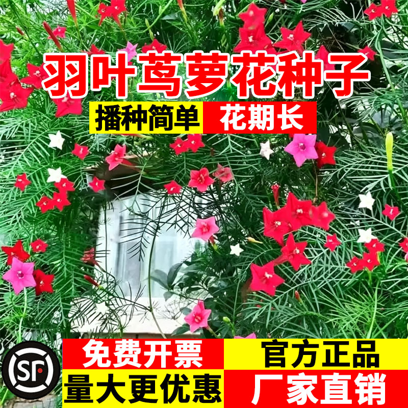 羽叶茑萝花种子庭院爬藤植物五角星花爬墙花盆栽阳台四季花卉种子