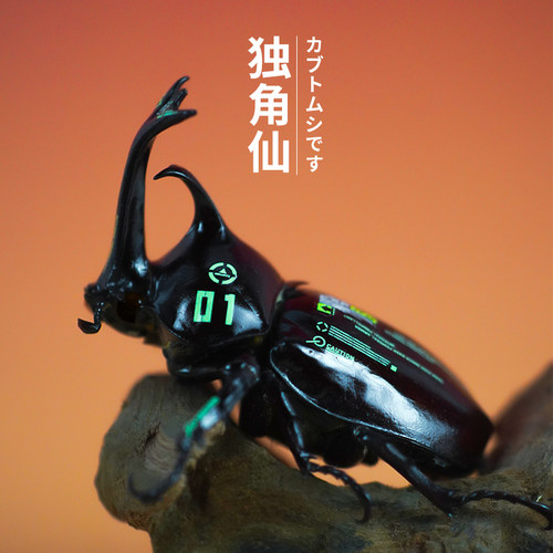 旺宠宠物甲虫独角仙网红宠物甲虫