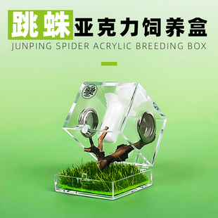 宠物跳蛛蜘蛛甲虫饲养箱爬宠饲养盒亚克力高透 透气 透明盒子造景