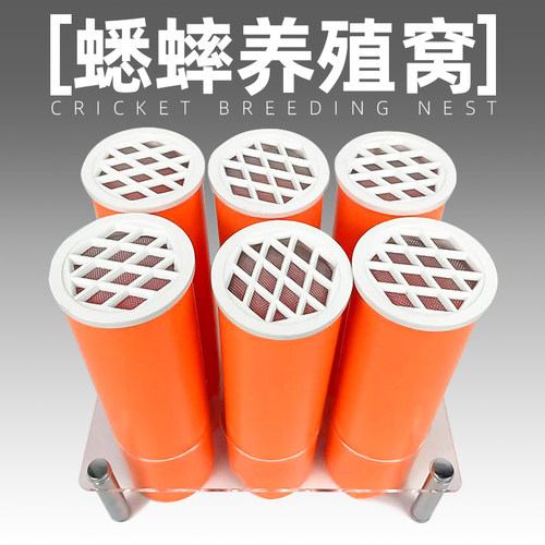 蟋蟀蛐蛐杜比亚樱桃蟑螂窝巢穴