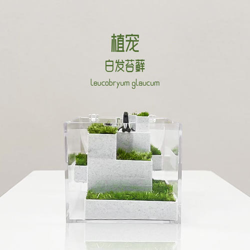 白发苔藓微景观桌面摆件