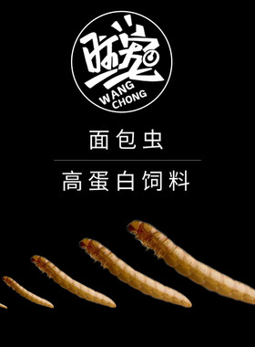 面包虫活体 黄粉虫幼虫卵 跳蛛 螳螂 乌龟画眉鸟蜘蛛石蛙蜥蜴饲料
