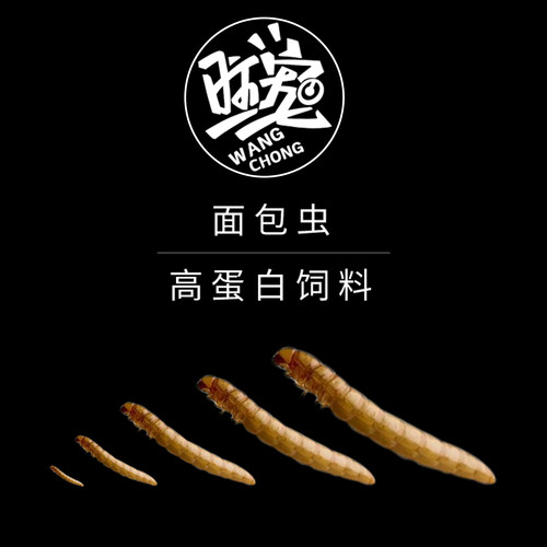 面包虫活体 黄粉虫幼虫卵 跳蛛 螳螂 乌龟画眉鸟蜘蛛石蛙蜥蜴饲料