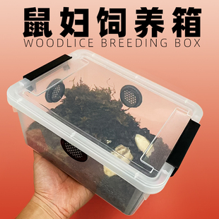 鼠妇饲养箱西瓜虫饲养盒透风透气学生饲养新手套餐杜比亚樱桃蟑螂