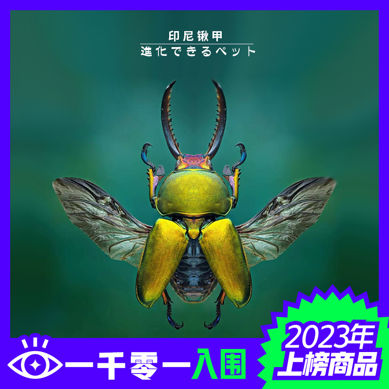 印尼金锹甲虫新手入门懒人好饲养迷你宠物彩色锹甲品种/兜虫/独角