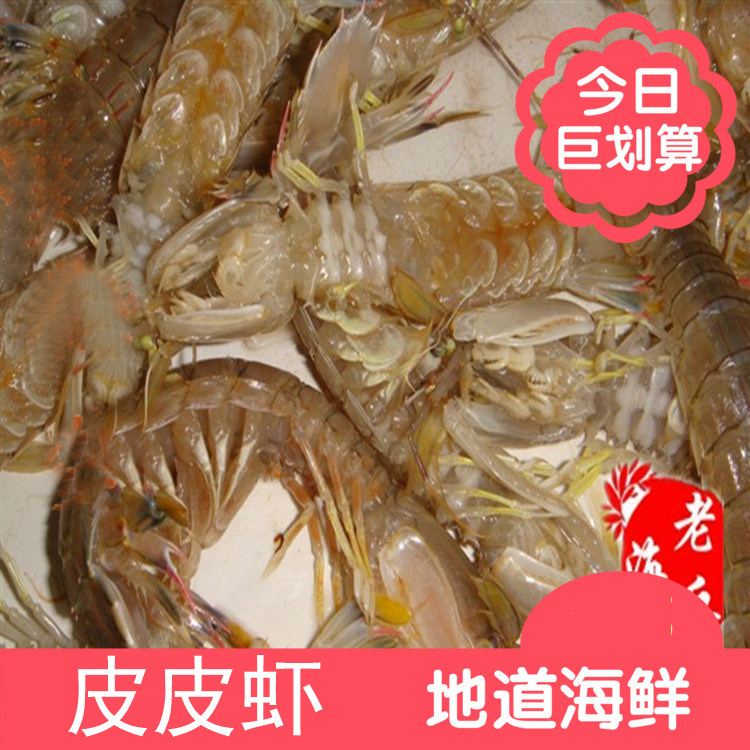 野生虾蛄 野生皮皮虾 鲜活濑尿虾 新鲜虾蛄琵琶虾 螳螂虾鲜活顺丰