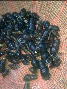 当天捕捞野生鲜活山坑螺 石螺 山螺 长尾螺 鲜活坑螺水产500G顺丰