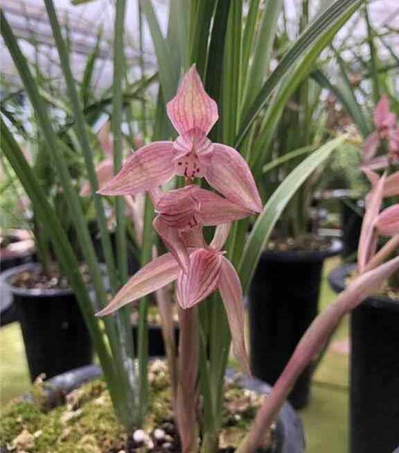 春剑年年有余铭品边艺边草红花新品兰花苗春秋冬带花苞