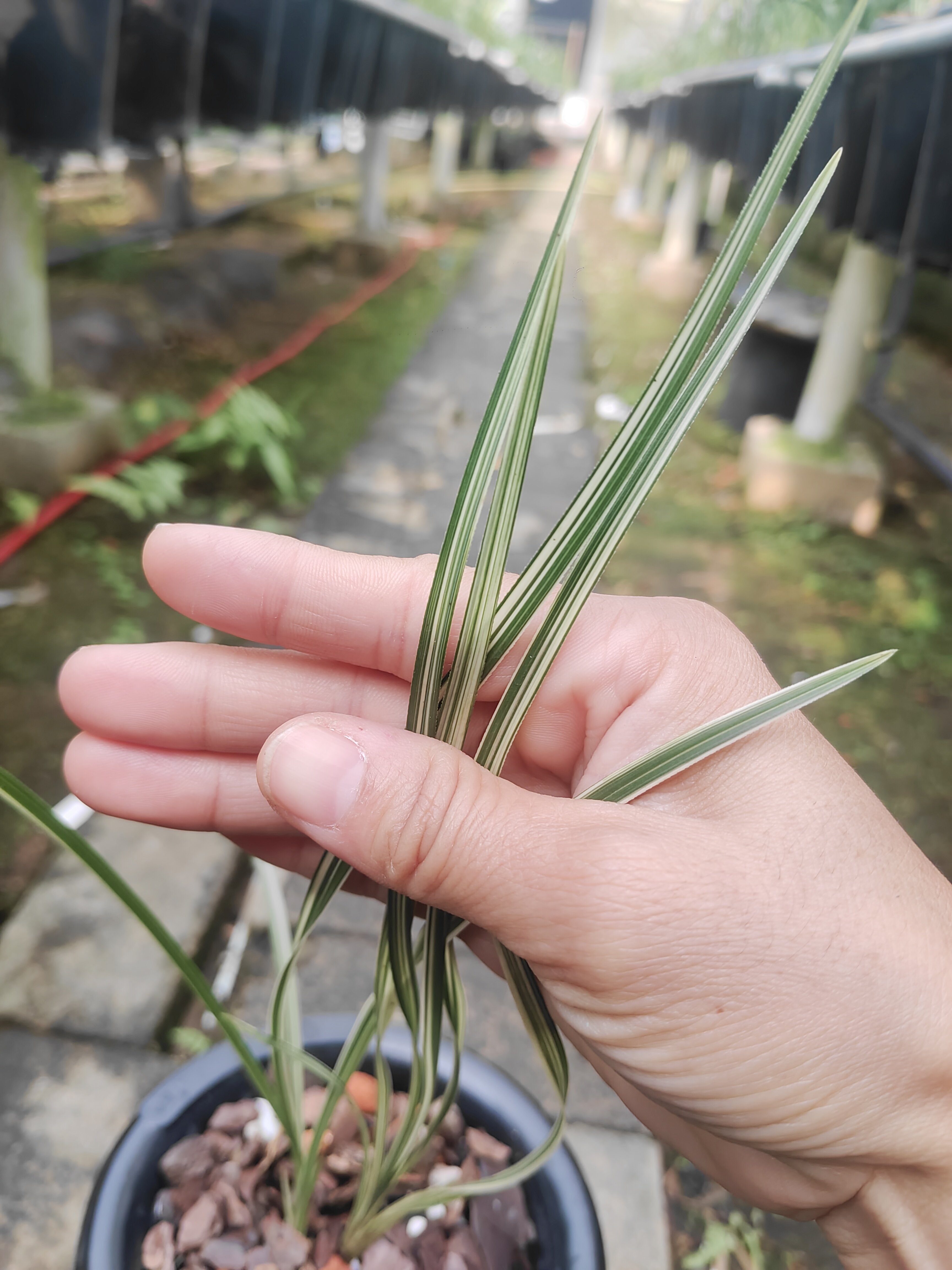 蕙兰秀香锦子母苗蕙兰艺草斑镐艺一物一拍