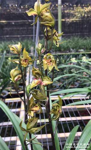 墨兰大屯麒麟先明艺老种墨兰奇花5苗3花一物一拍
