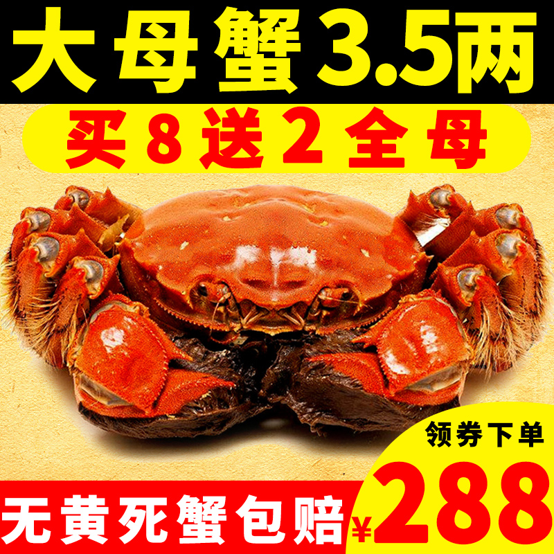 現貨陽澄湖大閘蟹鮮活螃蟹特大全母蟹3.5兩10只禮盒裝包郵
