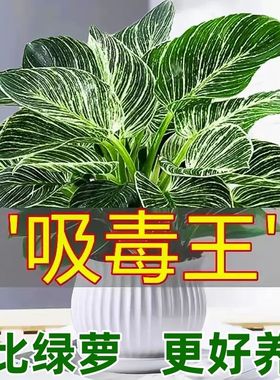 摆件铂金钻盆栽绿萝箩水培绿植物