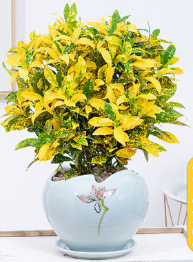 黄色净化空气洒金木阳台绿植盆栽