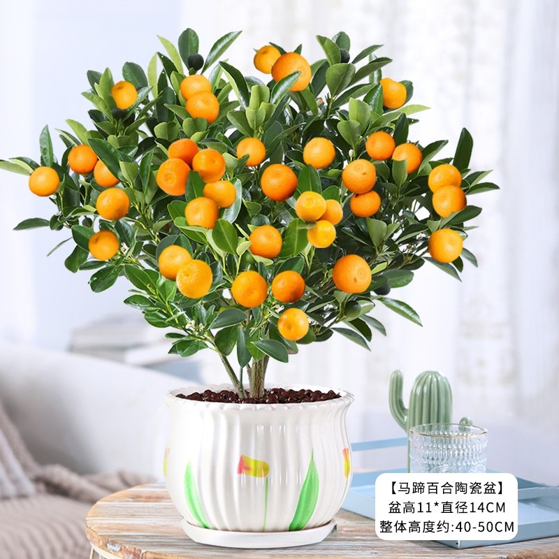 沙糖桔子橘子四季金桔水果室内阳台脆皮金橘招财果室内,家居饰品,装饰摆件,淘宝优惠券,粉丝福利购,淘宝优惠卷