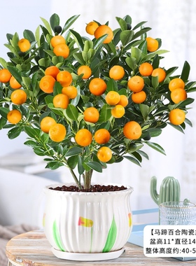 沙糖桔子橘子花卉绿植盆栽