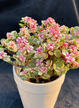 金枝玉叶雅乐之舞花篮小盆栽阳台