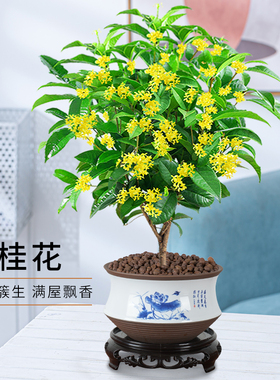植物桂花盆栽绿植盆栽花卉净化空