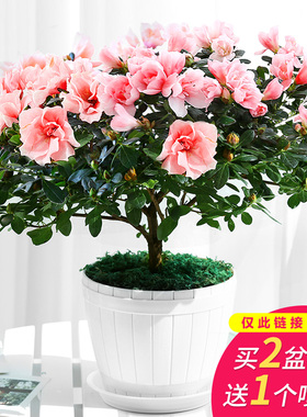 室内阳台盆栽杜鹃花绿植净化空气