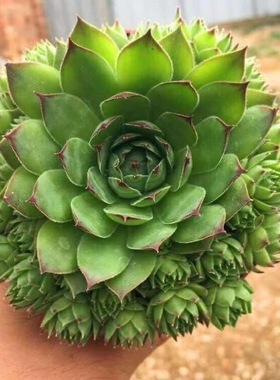 观音莲盆栽净化空气田园室内阳台