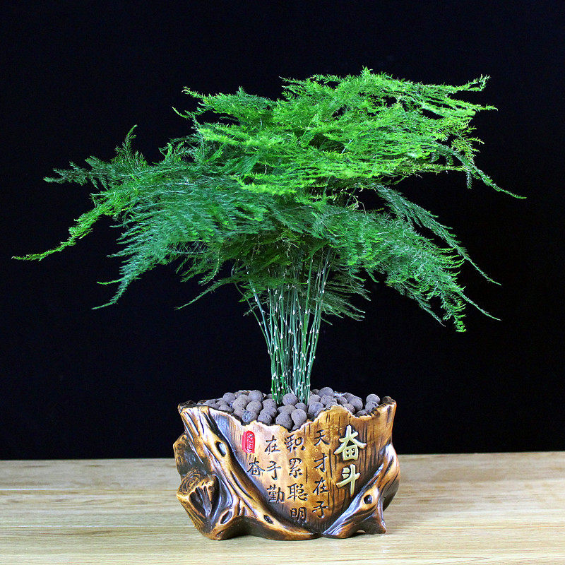 云竹文竹盆栽盆景办公室内绿色植物客厅花卉四季常青绿植摆件