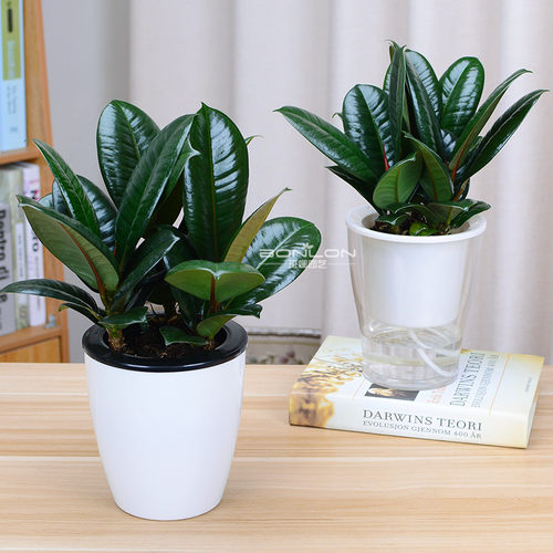 黑金刚橡皮小绿植花卉办桌面植物