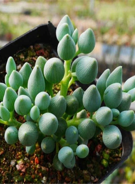 锦上珠菊科千里光属多肉植物