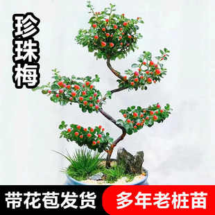 珍珠梅盆栽带花苞室内外阳台平枝荀子红花红果S造型四季开花盆景