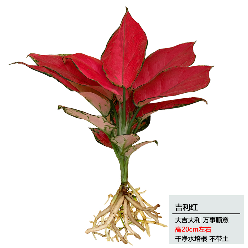 摆件植物植物吉利红绿植盆栽花卉