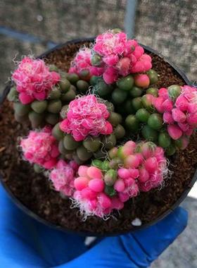 多肉多肉植物办公室桌面盆栽