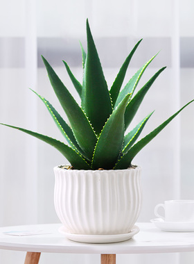 室内芦荟水培绿植吸甲醛摆件