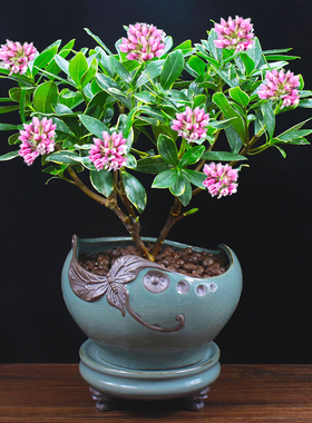 室内阳台绿植盆栽好净化空气田园