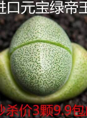 绿帝玉盆栽番杏科肉肉3颗大元宝