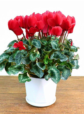 仙客来盆栽绿植花卉盆栽绿植好