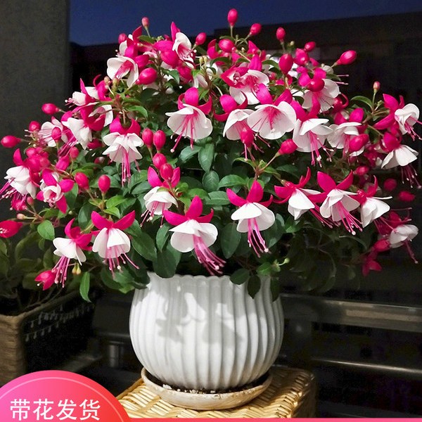 倒挂金钟净化空气盆栽阳台客厅图片
