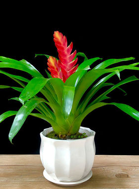 乔迁运礼盆景鸿送当头凤梨卡利