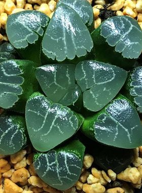 摆件多肉植物高级小盆栽花卉绿植