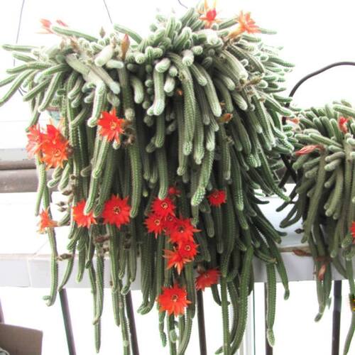 仙人指毛毛虫白檀多肉植物开花