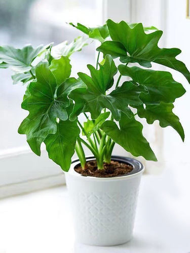摆件吸甲醛绿植大叶春羽盆栽水培