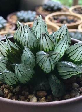 室内阳台多肉植物净化空气田园