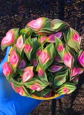 一帆风顺带盆栽好奇趣旺财植物