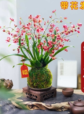 香水文心兰花苗现带花苞浓香